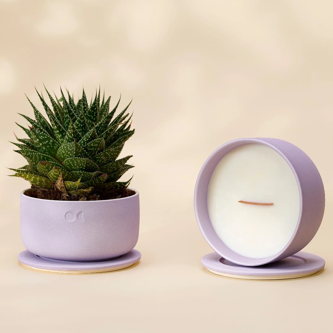 Großes Blühendes Duo - Wacholder Lavendel, Kirschblüten (440gr X 2)