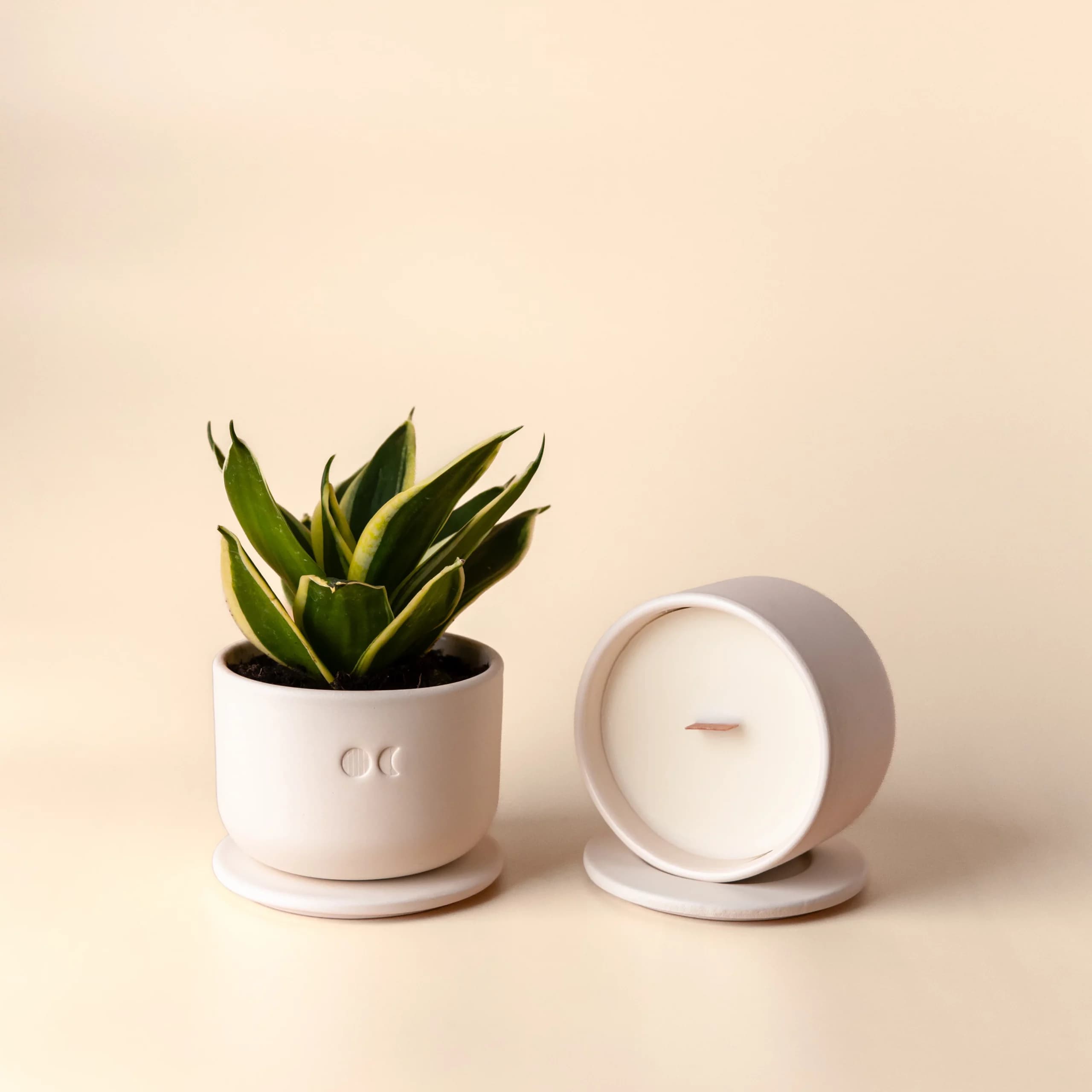 Blühende Keramikkerze - Eukalyptus - 220g