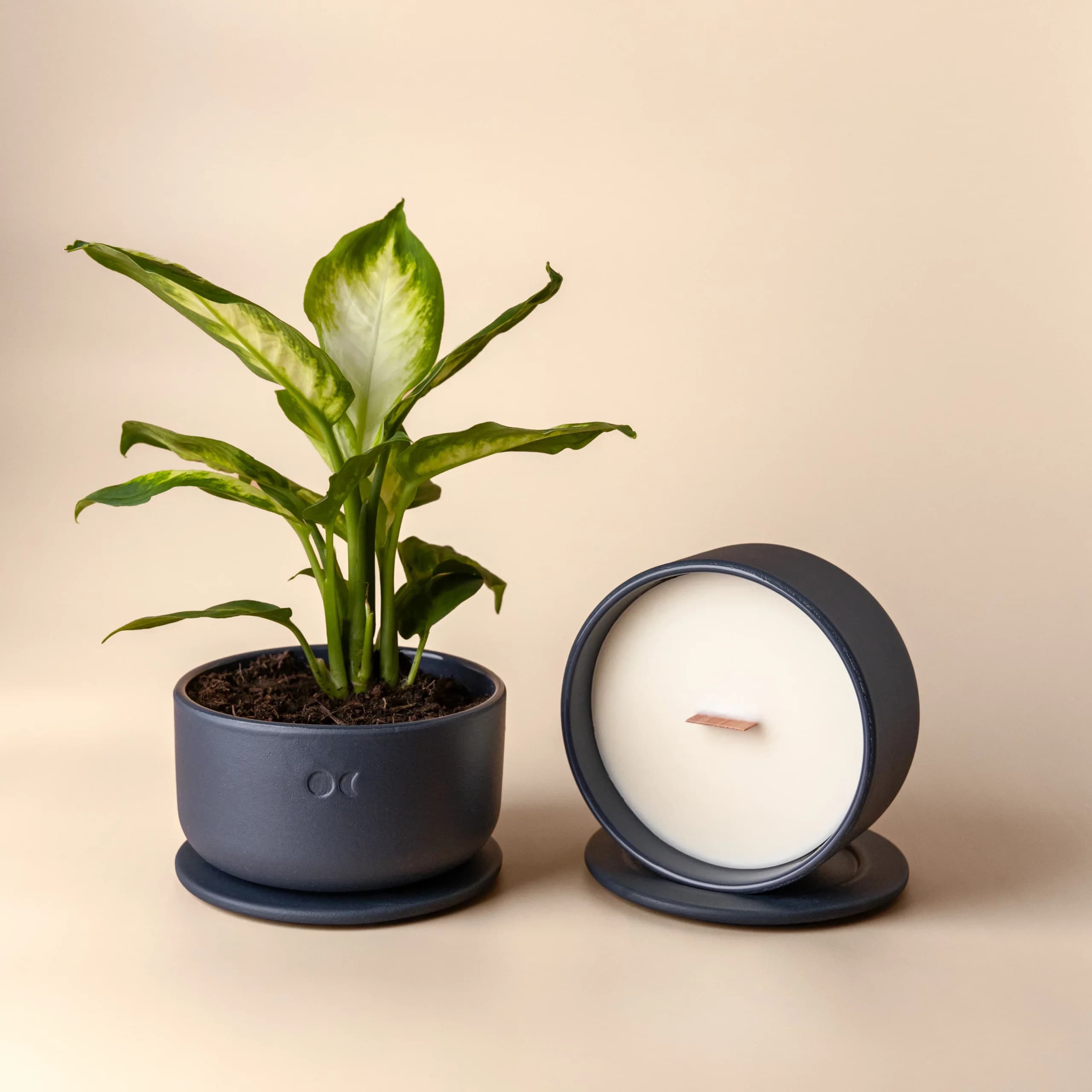 Blühende Keramikkerze - Sandelholz & Jasmin - 440g