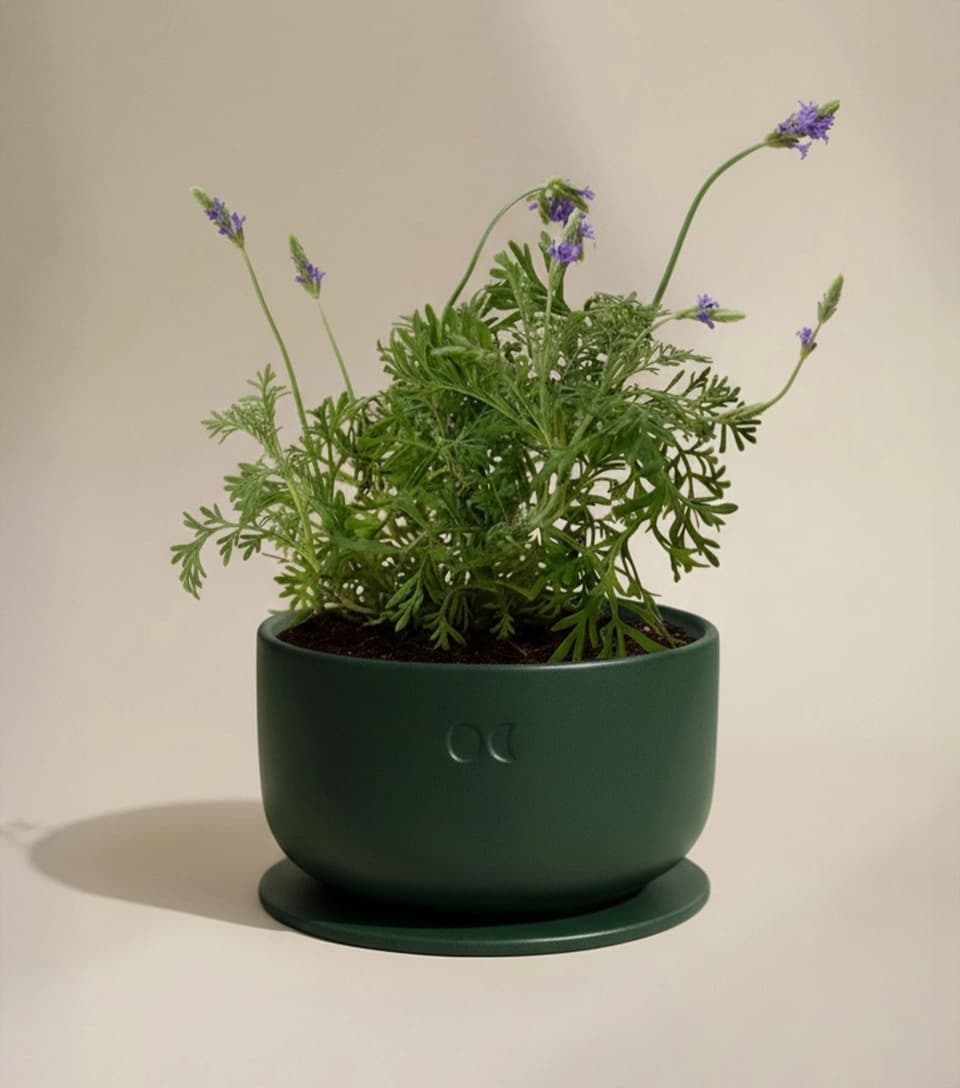 Blühende Keramikkerze – Wacholder & Lavendel – 1400 g