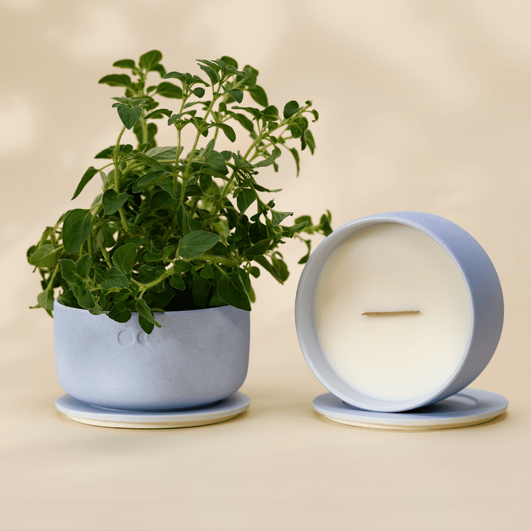 Lumond candle with plant